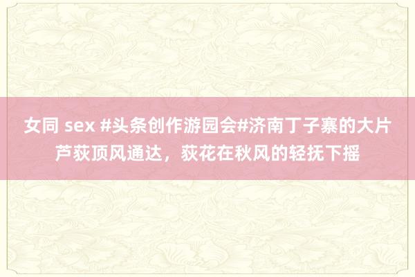 女同 sex #头条创作游园会#济南丁子寨的大片芦荻顶风通达，荻花在秋风的轻抚下摇